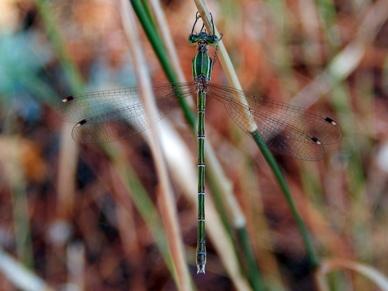 femmina di Lestes barbarus